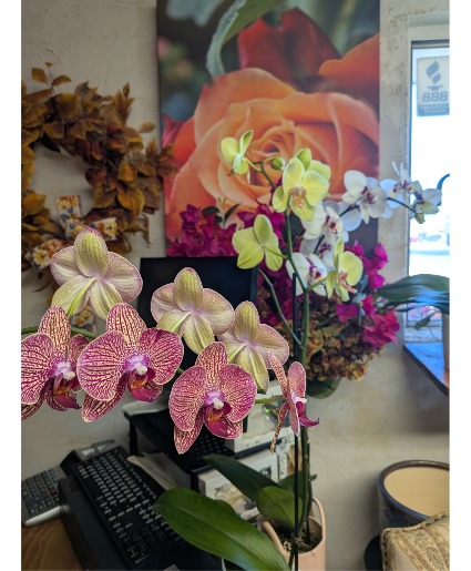ASSORTED Phalaenopsis Orchids potted and ready for your home
