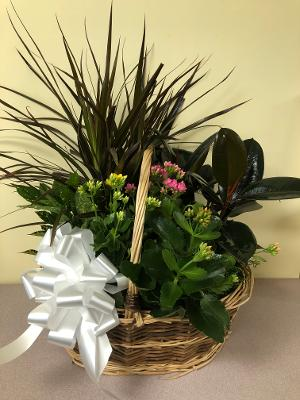 ASSORTED PLANT BASKET PLANT in East Meadow, NY | EAST MEADOW FLORIST