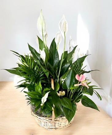 Assorted Plant Basket Plants in Loganville, GA | Flowers From The Heart