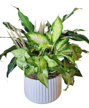Assorted Planter 