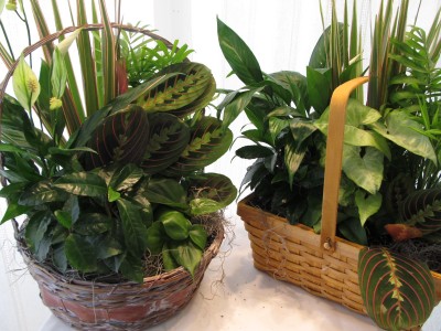 Assorted Planters Basket  Dish Garden Plant Arrangement 