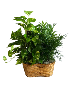 Assorted Plants Bundle (Two) SOLD OUT!