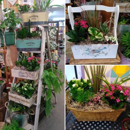 Assorted Plants Plants