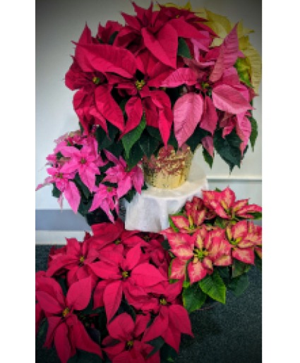 Assorted Poinsettia  Plants