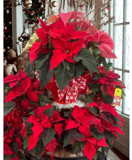 SOLD OUT-Assorted Poinsettias 4”-10”