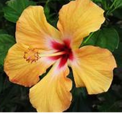 Assorted Tropical Hibiscus SOLD OUT