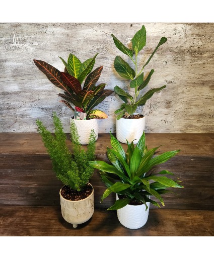 6" Assorted Tropicals Assorted Planter 