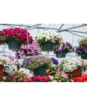 Designer Choice Hanging Baskets