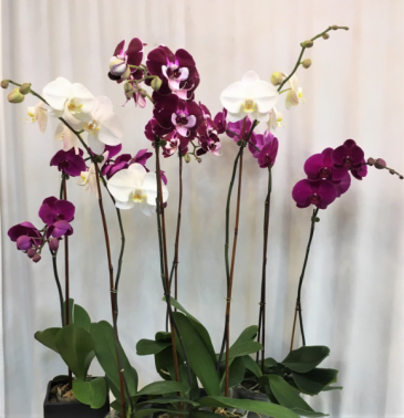 Assortment of Orchids  Plants in Boca Raton, FL | Flowers of Boca