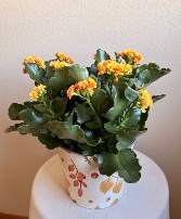 Autumn Blooms Plant