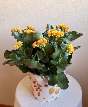 Autumn Blooms Plant