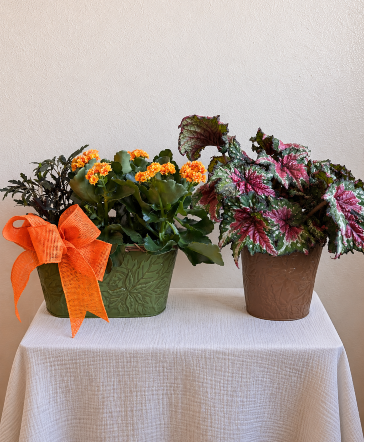 Autumn Garden Plant in Longview, WA | Banda's Bouquets