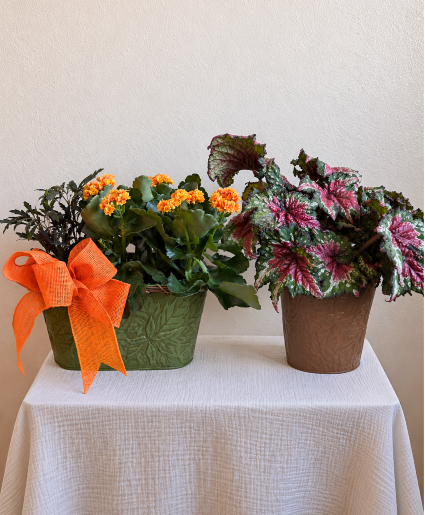 Autumn Garden Plant