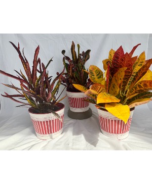 Autumn Glow Croton Planter 