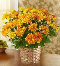 Autumn Mum Plant
