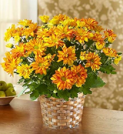 Autumn Mum Plant