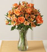 Autumn Rose Splender 