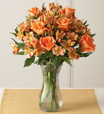 Autumn Rose Splender 