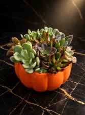 Autumn Succulent Pumking 