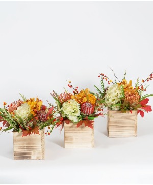 Autumn Trio  