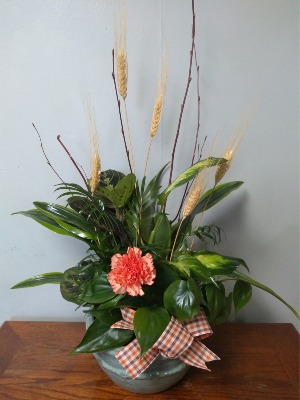  Wheat & Twigs Dishgarden of plants