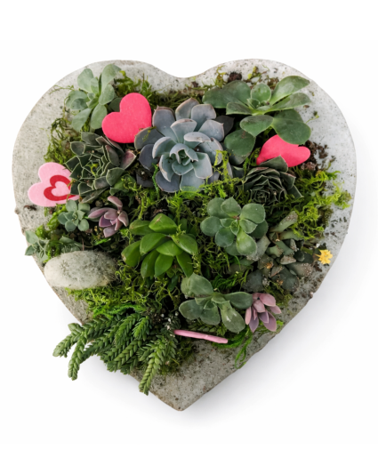 Avas Garden Succulent Garden