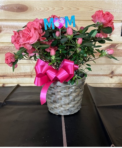 Azalea Azalea