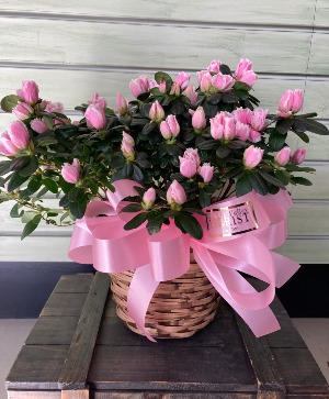 Azalea Basket plant
