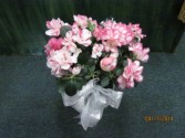 Azalea Blooming Plant
