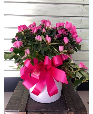 Pretty in Pink Azalea plant