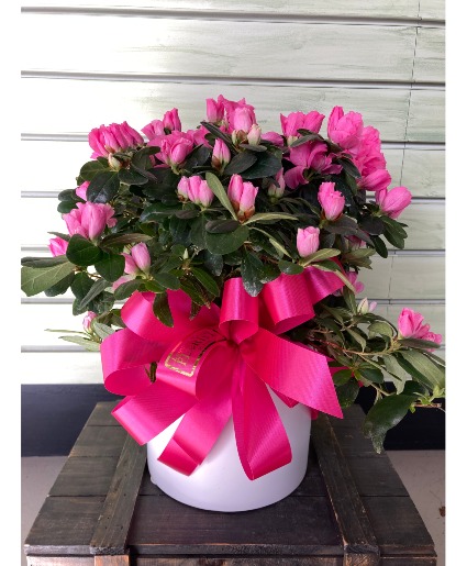Pretty in Pink Azalea plant