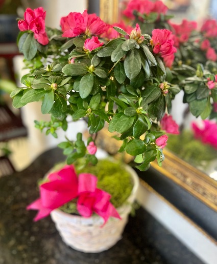 Azalea Plant 