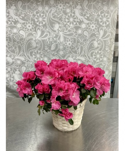 Azalea Plant  