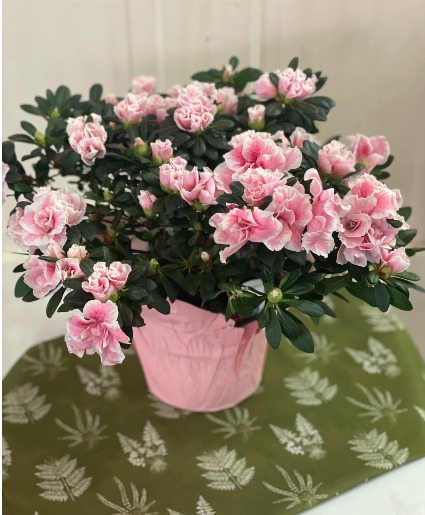 Azalea Plant Flowering Plant 