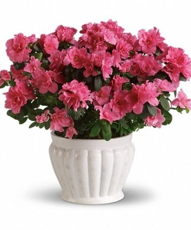 P* Azalea Plant in a Ceramic Pot in Fort Worth, TX - DAVIS FLORAL DESIGNS