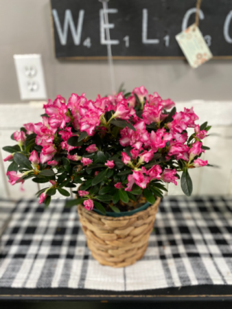 Azalea plant Plant