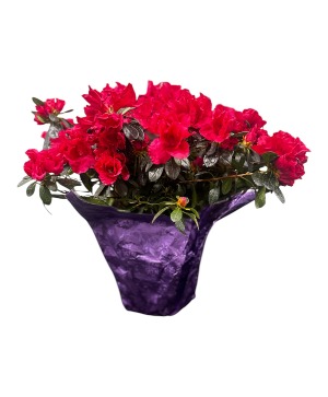 Azalea Spring
