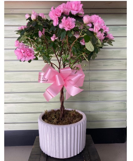 Azalea Tree plant