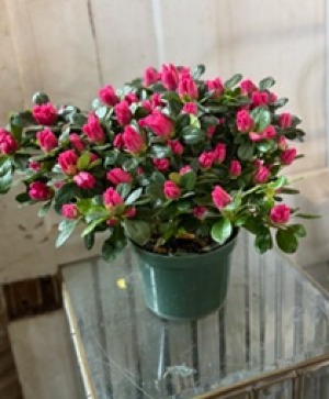 Azelea blooming plant