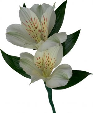 B33-14 Alstroemeria Lily Boutonniere