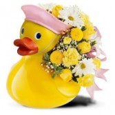 Baby Duck Fresh