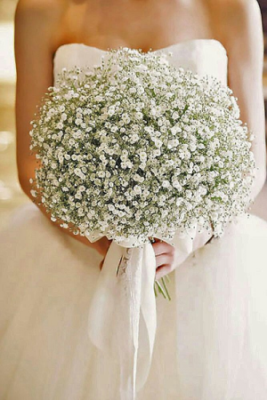 babys breath  