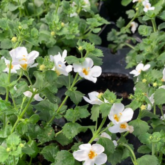 Bacopa 