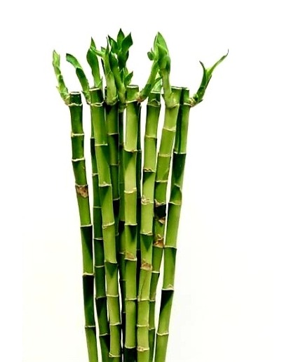 Bamboo Stalks Arranged in a clear vase in water