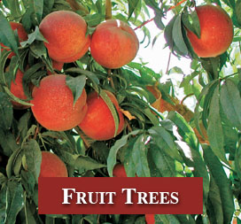 Citrus Fruit Tree Live Plant