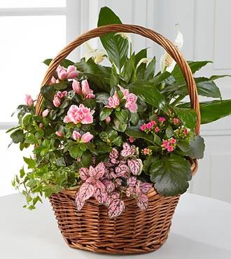 Basket Dish Garden 