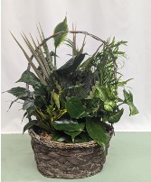 Basket Dish Garden Plants