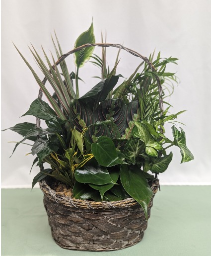 Basket Dish Garden Plants
