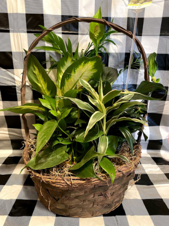 Basket Dish Garden Plant