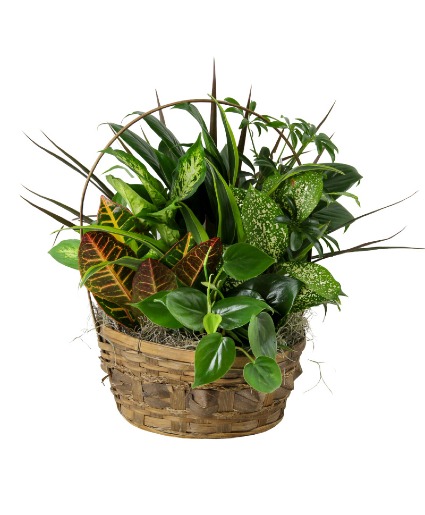 Basket Garden  